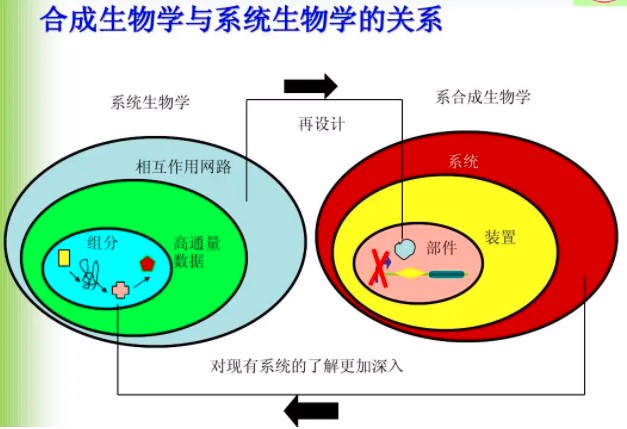 合成生物学由于是一门新兴学科，现阶段合成生物学的定义仍然处于一个多元化阶段，但我们可以通过下面这种定义做一个简单的了解：合成生物学是指按照一定的规律和已有的知识：（1）设计和建造新的生物部件、装置和系统；（2）重新设计已有的天然生物系统为人类的特殊目