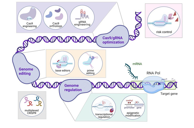 CRISPR/Cas9是近年来发展起来的新兴技术，这使得该技术在基础科学和合成生物学等应用科学领域均得到了极大的发展与应用。