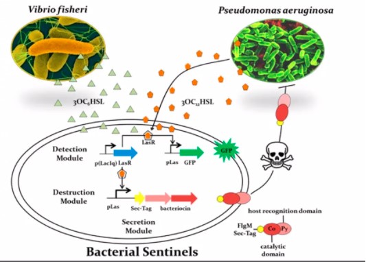 本世纪初兴起的朝阳行业，实现对生命系统的改造乃至创造，一级市场融资火热。合成生物学（Synthetic Biology）是指采用工程化设计理念，按照一定的规律和已有的知识设计和建造新的生物元件、装置和系统，以及重新设计已有的天然生物系统来实现特定的功